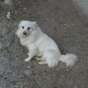 Psie smutki i zdrowie