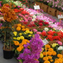 Kwiaty na targu w Pistoi