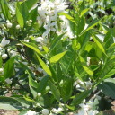 W ogrodzie u Silvany