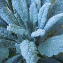 Co to jest cavolo nero