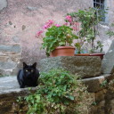 Dzień Czarnego Kota