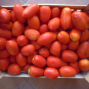 Sezon pomidorowy rozpoczęty