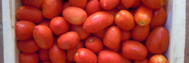 Sezon pomidorowy rozpoczęty
