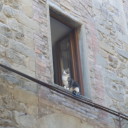 Kotek w toskańskim oknie