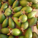 Dżem z Akka Sellowa