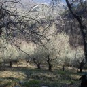 Vipy oraz produkcja oliwy z oliwek extravergine oraz wina