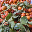 Marmellata di giuggiole – Dżem z jujuby