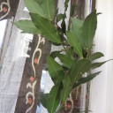 Liście laurowe w nadmiarze