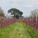 Sad Ezio w okolicach Orentano