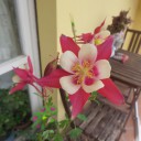 Włoski Dzień Matki