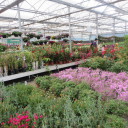 Kwiatowy zawrót głowy