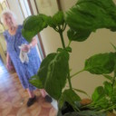 Olbrzymie liście bazylii i peperoncino