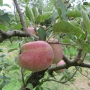 Piątek na stołówce w podstawówce