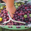 Zbieramy i zbieramy, a potem  przerabiamy…