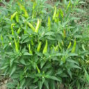 Peperoncino z własnej uprawy