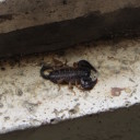 Niespodziewany gość