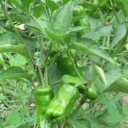 Co obecnie rośnie na drzewach w Toskanii