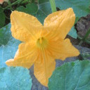 Kwiaty dyni też jadane