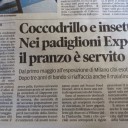 Krokodyl czy insekt?