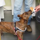 Czworonogi na lodach u Betty