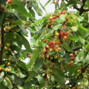 Czereśniowo i morelowo