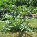 Karczochy w polskich ogródkach