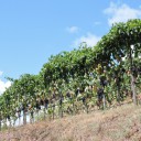 W Vinci jak zawsze bajecznie