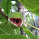 Zbieranie owoców i migdałów