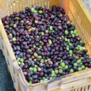 Suszone oliwki w oliwie – własny wyrób