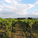 Wizyta w winnicy i oczywiście degustacje