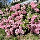 Melo: kwiaty i smaczne ziemniaczki