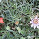 Po włosku passiflora lub frutto di passione