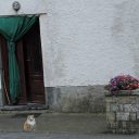 Fornovolasco: mocna kawa i śpiące koty