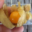 Alchechengio czyli miechunka rozdęta