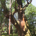 Moja Toskania gościnnie u Mieszka I