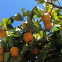 Jesienne ciepło w Toskanii i kaki do rozdania