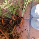 Ostatnie marchewki z tarasu