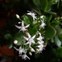 Kwitnące drzewko szczęścia