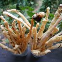 Grissini z suszonymi pomidorami