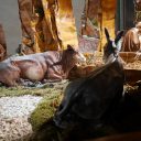 Szopka w kościele Świętego Franciszka w Pistoi