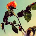 Rozstrzygnięcie wyzwania kto lepiej sfotografował martwą naturę