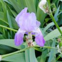 Przyjaciółki od serca i zalążki owoców kaki