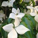 Zielone ścianki w restauracjach. Pomysł wyszedł z Pistoi