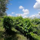 Migawki ze wsi toskańskiej