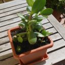 Przesadzanie na tarasie