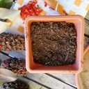 Wyłuskiwanie nasion magnolii. I do wiosny!