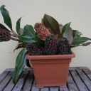 Szyszkowa kompozycja