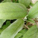 Szałwiowy prezent od Giorgia