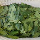 Liście laurowe do suszenia