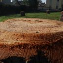 Czystka w ogrodzie miejskim na ulicy Tigli